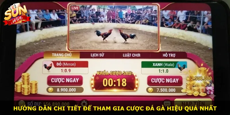 Hướng dẫn chi tiết để tham gia cược đá gà hiệu quả nhất