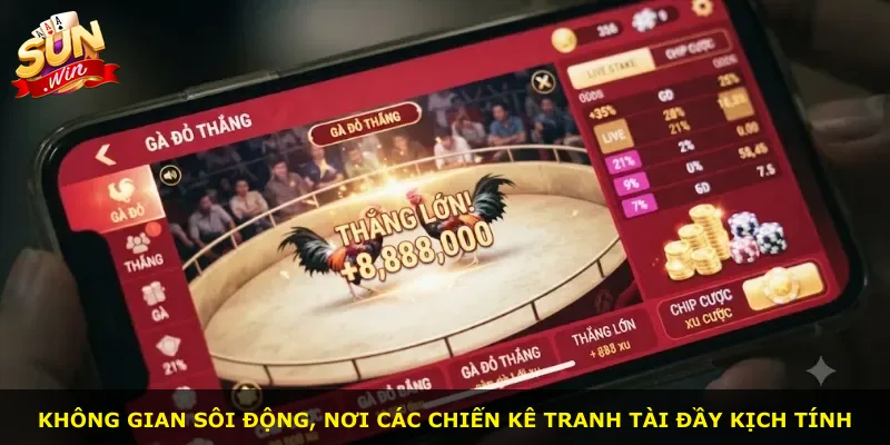 Không gian sôi động, nơi các chiến kê tranh tài đầy kịch tính